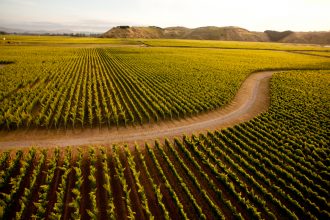 A road winds through a vineyard in the Hawkes Bay sunset