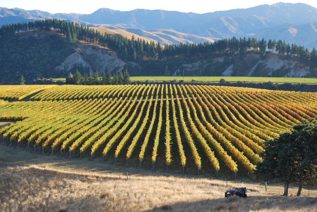 Vineyard lying below the hills.