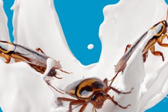 three cockroaches ride a wave of milk