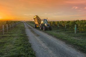 Marlborough Wine Harvest (Richard Briggs Photography)