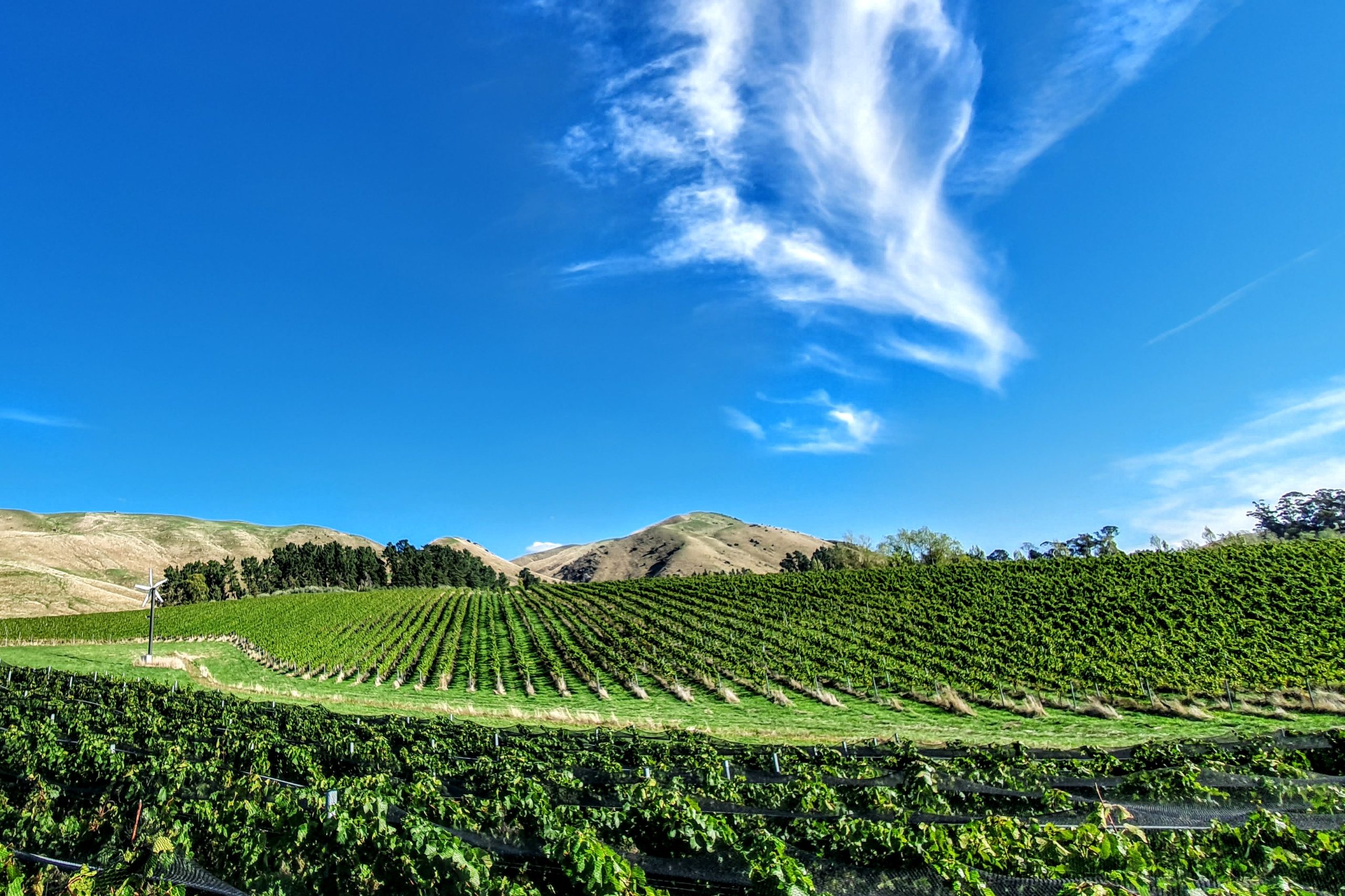 vineyard and blue sky