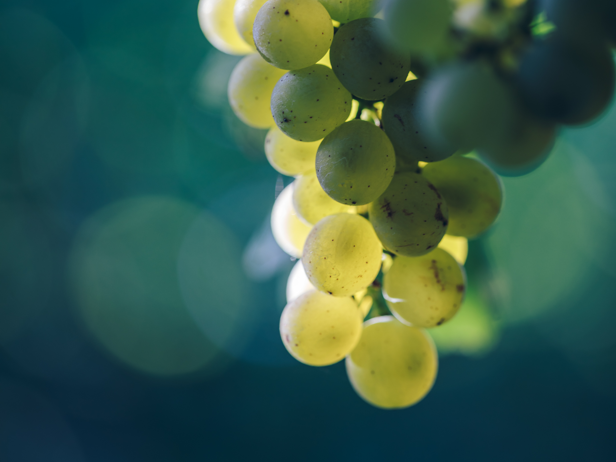 ASTROLABE_WINES-sauvignon-blance-grapes
