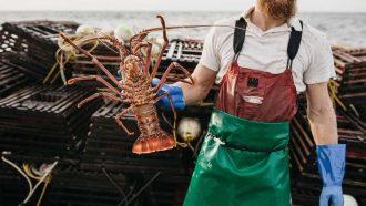 Landscape image of man in green fishermans apron and blue gloves holding a large lobster towards camera in his right hand