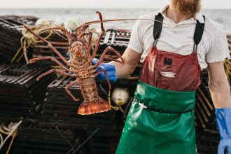 Landscape image of man in green fishermans apron and blue gloves holding a large lobster towards camera in his right hand